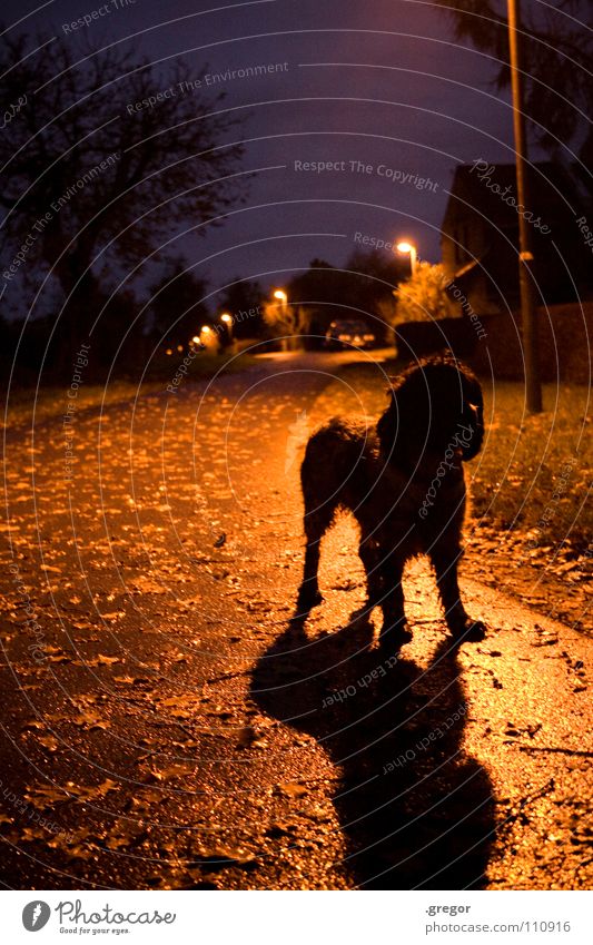 November night (2) Night October Autumn Leaf Dog Lantern Street lighting Wet Damp Mud Rain Unclear Mysterious Dark Lifeless Gray Dreary Twilight Drizzle Black