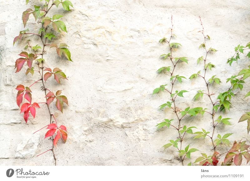 cat burglar Autumn Plant Leaf Foliage plant Wall (barrier) Wall (building) To hold on Transience Attachment Climbing wax Virginia Creeper leaves Colour photo