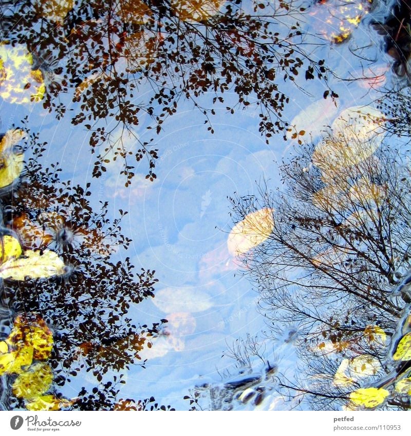 Autumn puddle tree crowns I Winter Leaf Reflection Under Tree Treetop Puddle Wind Weather Rain Branch Sky Above Nature