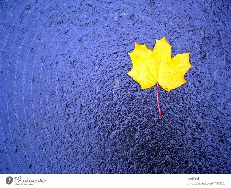 lonely and alone Leaf Yellow Autumn Wet Maple tree Gray Seasons Street To fall Weather Rain Blue Life Wind