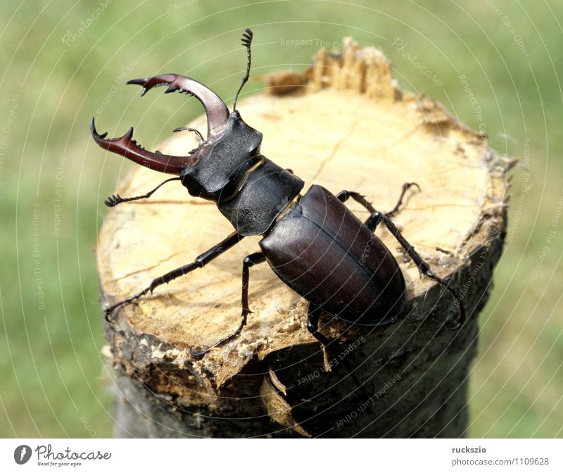 deer cheef, lucanus, cervus Animal Wild animal Beetle Environmental protection Stag beetle Lucanus male Antlers rarer Insect Seldom Few times conservation