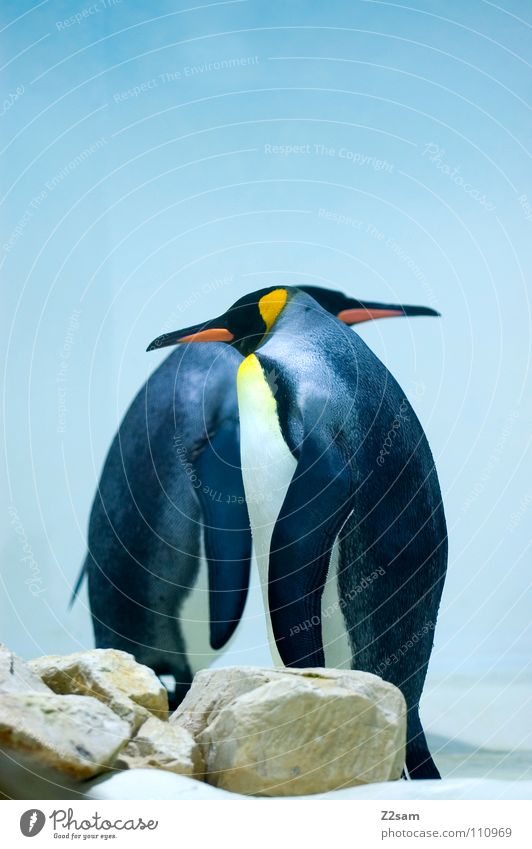 tailcoat carrier Penguin Cold Animal Bird Antarctica Emperor penguins Waddle Friendship Stand Beak Funny Light blue Sky In front of each other Side by side Ice