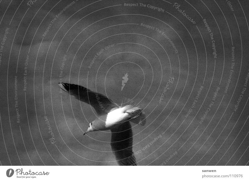 quiet downwards moving air Seagull Bird Animal White Gray Black Clouds Fog Lake Ocean Boltenhagen Beak Loneliness Air Black & white photo Sky Black-headed gull