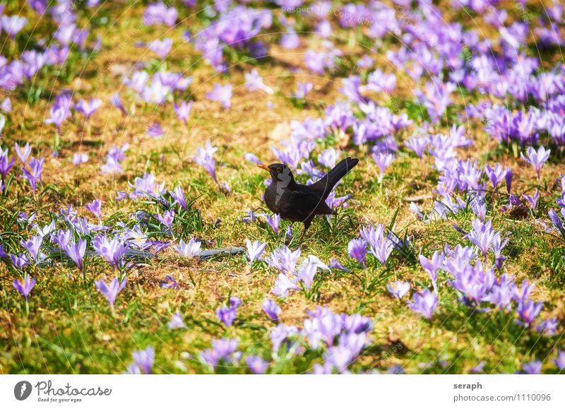 Blackbird Wing Beak Bird Meadow Grass Wild Animal Food Hunting Foraging Ornithology wildlife Throstle Crocus Flower Blossom florescence Blossoming Plant Saffron