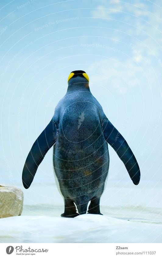 Even a back can delight... Penguin Cold Animal Bird Feather Antarctica Emperor penguins Waddle Stand Beak Yellow Dive Funny Friendliness Sweet Tails Light blue