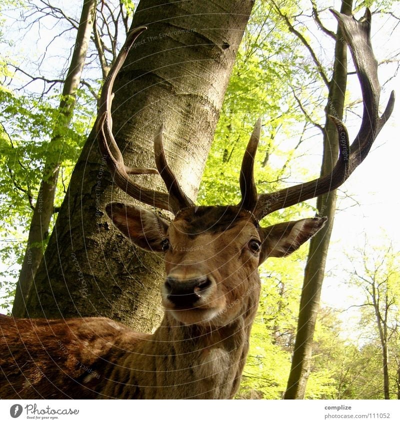 The stag Wild animal Deer Antlers Forest Tree Sublime Pelt Animal Green Feeding Timidity Fear Strong Fallow deer Hunter Majestic Superior Dream Fairy tale