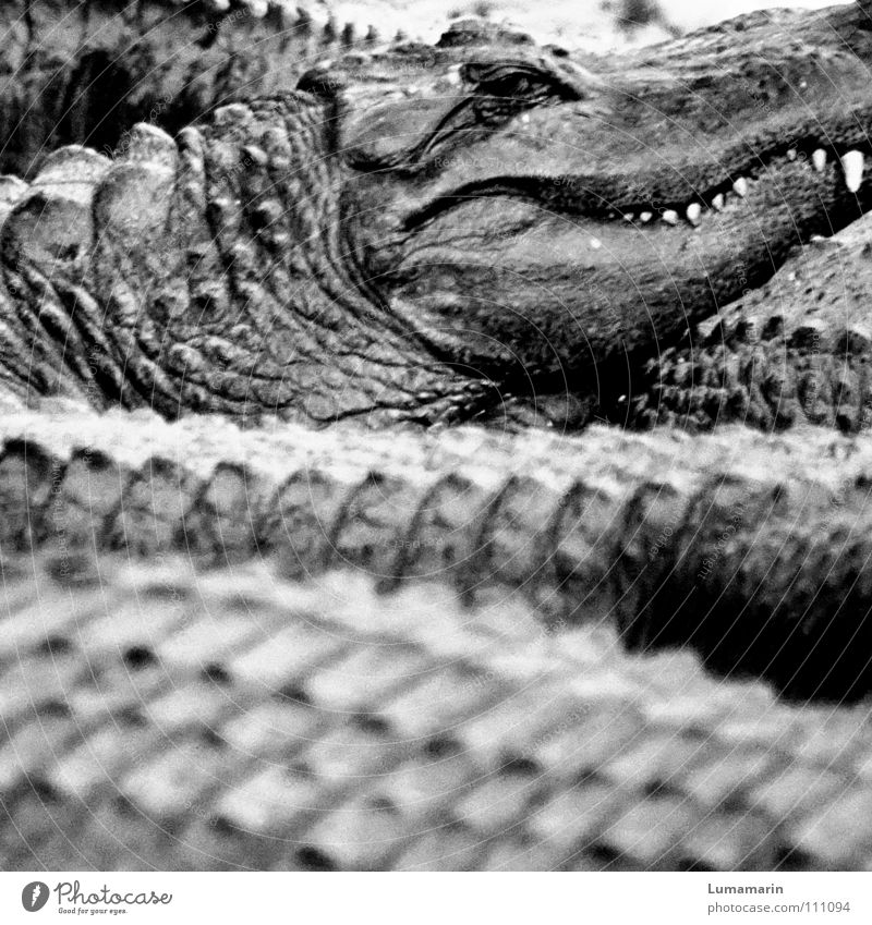 family affair Alligator Crocodile Reptiles Accumulation Heap Watchfulness Observe Dangerous Threaten Slowly Calm Motionless Serene Sublime Eerie Creepy Arrogant