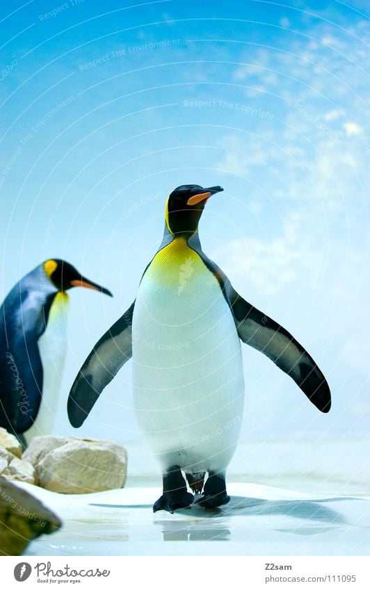 poser in a tailcoat Penguin Cold Animal Bird Antarctica Emperor penguins Waddle Stand Beak Yellow Funny Light blue Sky Middle Posture Ice Blue Wing In pairs