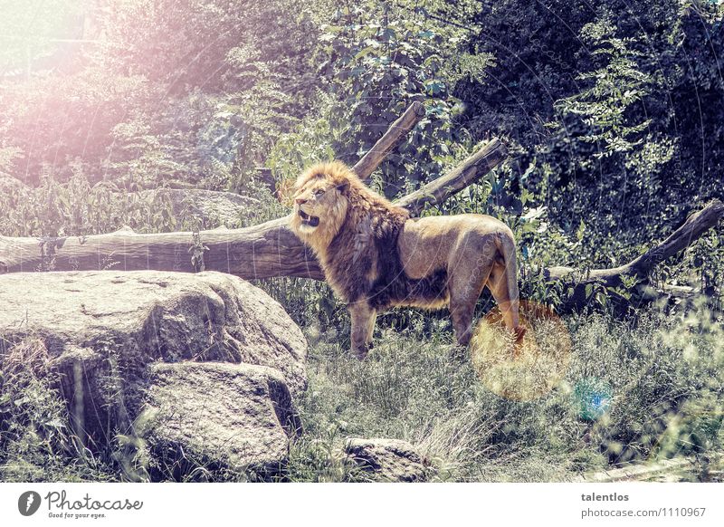 lion Nature Animal Wild animal Zoo Aggression Threat Muscular Strong Yellow Success Power Willpower Might Brave Determination Truth Honest Adventure Lion
