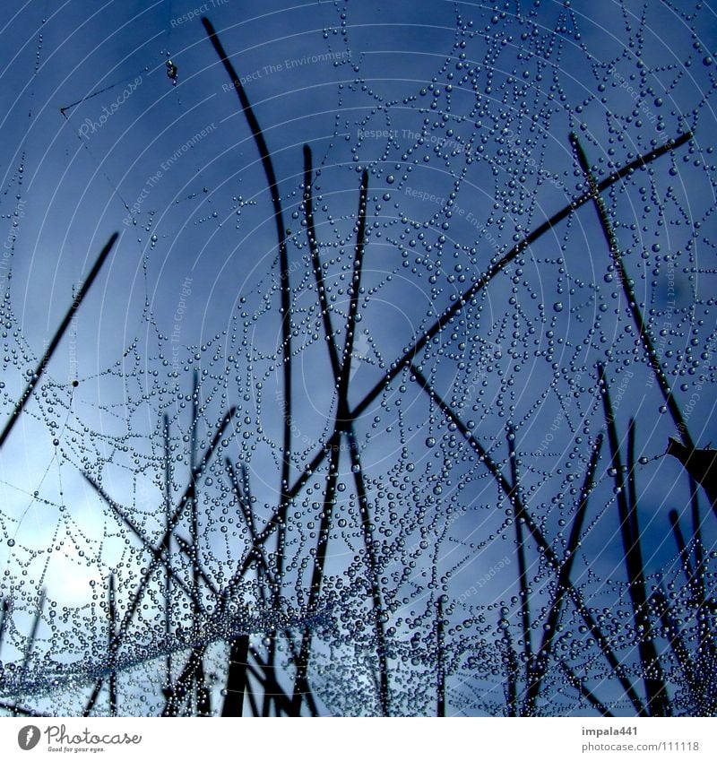 spider's web Spider Rain Spider's web Wet Grass Blade of grass Morning Funnel Insect Sky Detail Beautiful Net Drops of water Rope Blue Sun Ambush