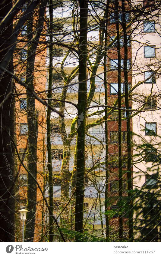 tree house Nature Plant Elements Spring Tree Moss Forest Town House (Residential Structure) High-rise Park Facade Window Sign Relationship Loneliness
