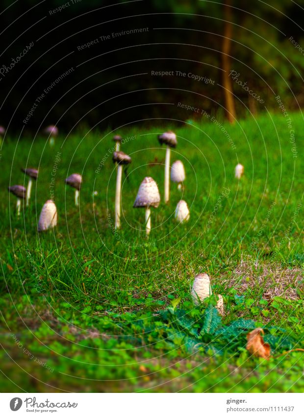 family reunions Environment Nature Landscape Plant Summer Grass Meadow Forest Growth Mushroom Many Wild Outskirts Stalk Green brown-beige Brown Beige Head