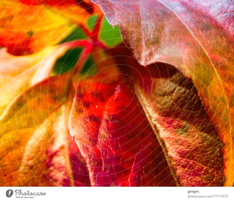 cheering Nature Plant Autumn Weather Beautiful weather Leaf Yellow Green Red Multiple Consecutively Burn Blaze Complementary colour Glittering Connectedness