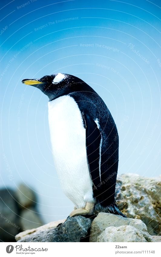 Thoughtful Penguin Cold Animal Bird Feather Antarctica Emperor penguins Waddle Stand Beak Yellow Dive Funny Friendliness Sweet Tails Light blue Sky Middle