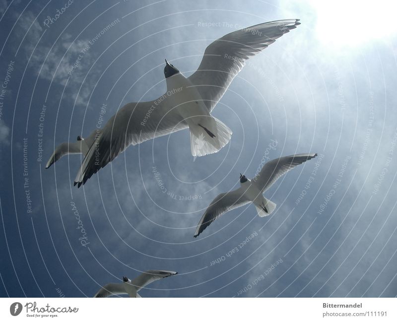 black-headed gulls Summer Zingst Sunlight Bird Baltic Sea Freedom Near Far-off places One-legged
