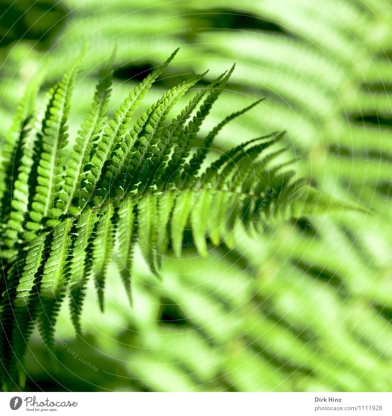 Fern I Environment Nature Plant Foliage plant Wild plant Garden Park Forest Virgin forest Bog Marsh Growth Fresh Natural Green Colour Guide Delicate Untouched
