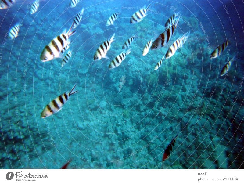 Underwater Zebra Ocean Water Beautiful weather Coral reef Fish Blue Green Striped Colour photo Black & white photo Underwater photo Copy Space middle Day Flock