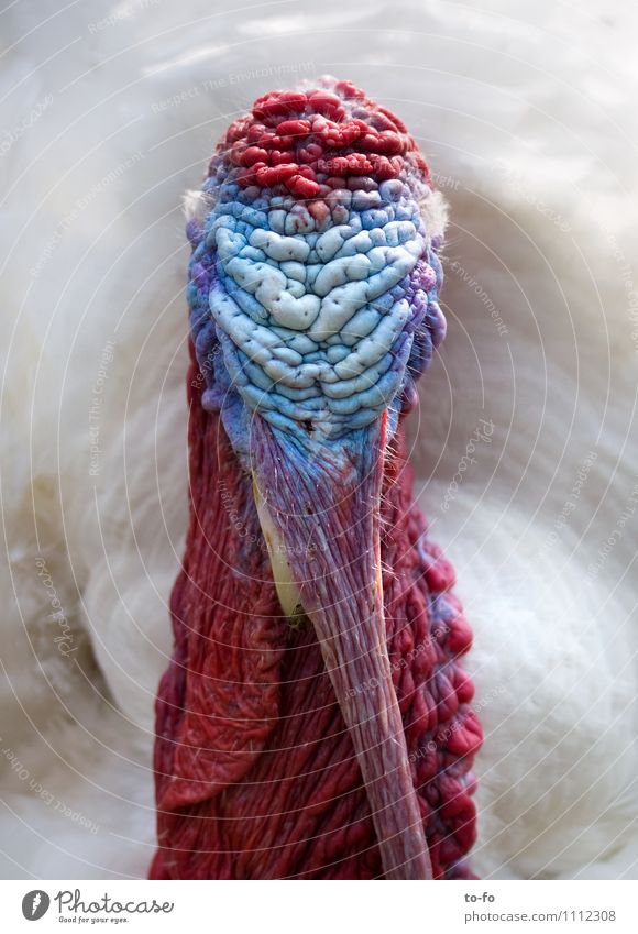 turkey Animal Pet Bird Turkey 1 Crazy Multicoloured Head Colour photo