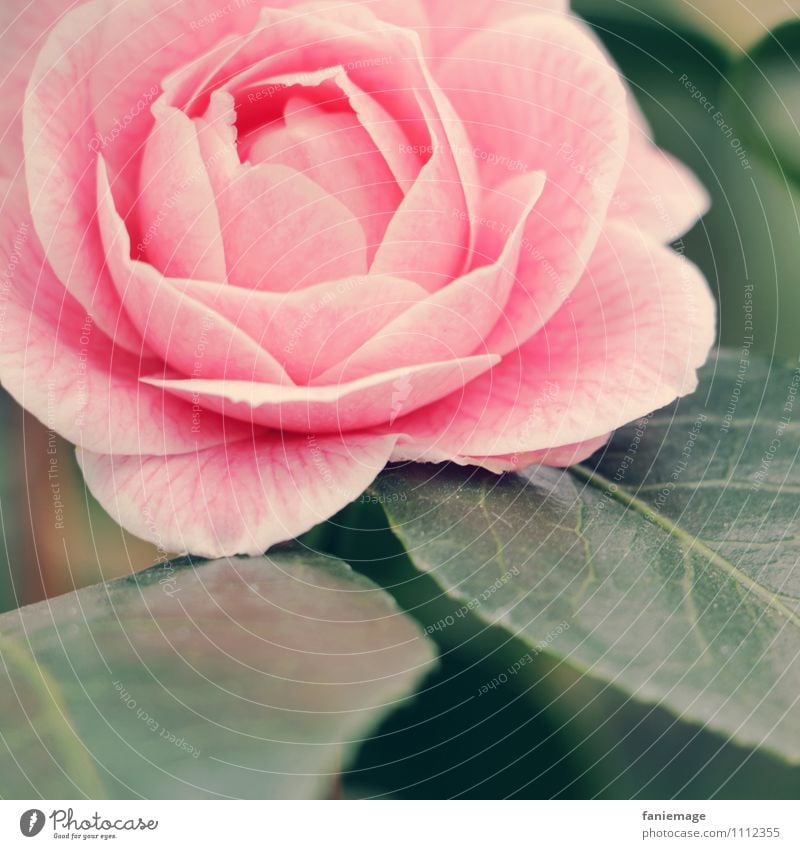 rose Nature Flower Green Emotions Love Senses Pink Blossom Blossom leave Perfect Romance Sleeping Beauty Rose Rose blossom Rose leaves light pink Open Beautiful