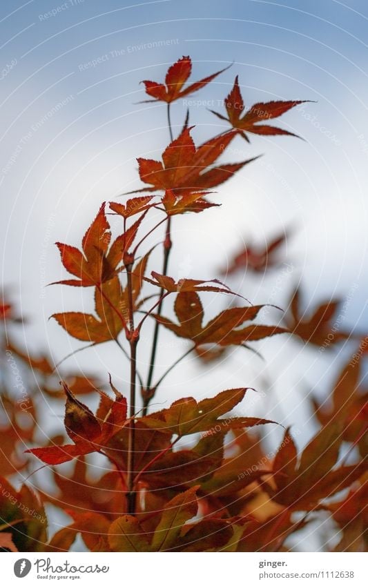 Splendour. Full. Nature Plant Bushes Leaf Growth Sky Rust Red Colour Guide Prongs Virginia Creeper Ambitious Blue sky Many Autumnal Blur fade Colour photo