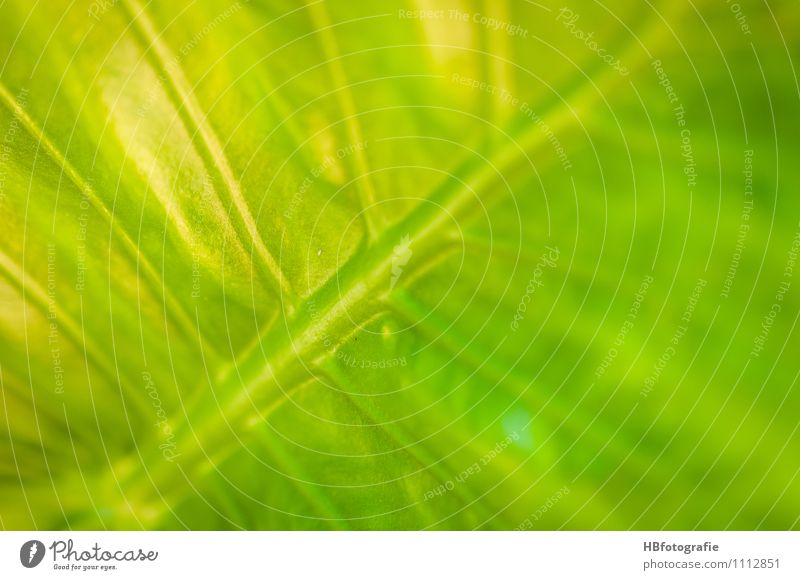 leaf structure Vacation & Travel Ocean Island Nature Plant Leaf Exotic Yellow Gray Dream Part of the plant Rachis Colour photo Close-up Detail