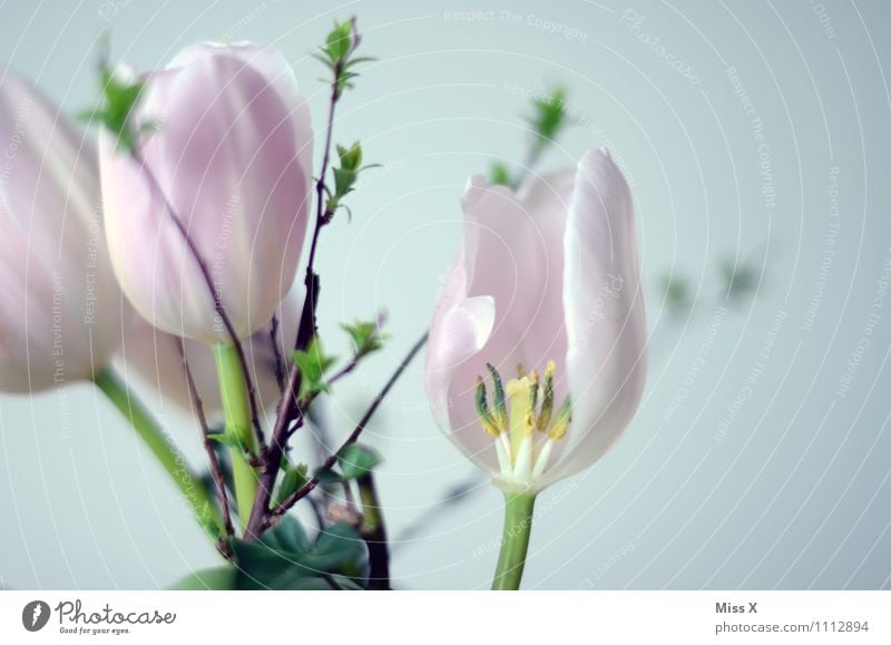 Tulip pink Spring Flower Blossom Blossoming Faded Pink Branch Bud Leaf bud Bouquet Colour photo Multicoloured Exterior shot Interior shot Close-up Detail