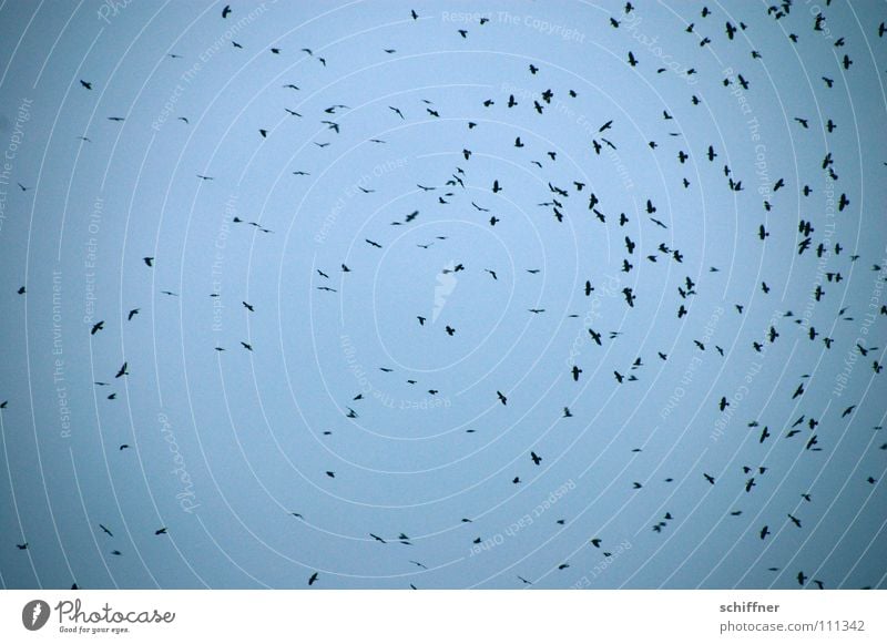 Gaussian distribution Bird Crow Raven birds Flock of birds Multiple Dreary Dark Oppressive Rain Sky Aviation Flying Many The birds hitchcock Sadness