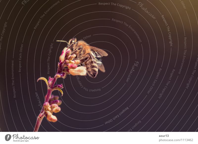 Bee dieback - Bee sits on flower against black background Beautiful Healthy Health care Wellness Life Well-being Contentment Senses Relaxation Calm Meditation