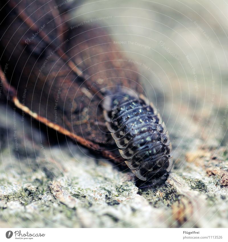 cuticle 1 Animal Crawl Insect Shell Pill bug Leaf Forest Wood Branch Colour photo Exterior shot Copy Space top Shallow depth of field Animal portrait