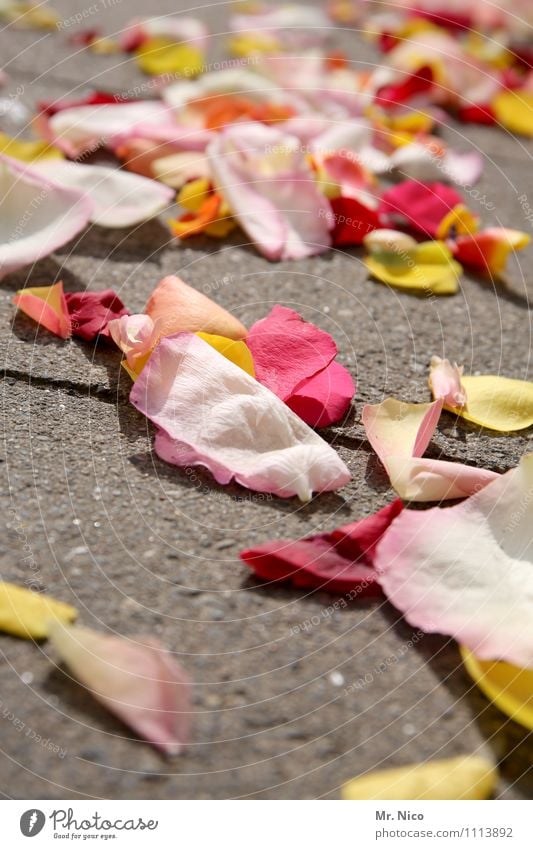 Remains of the festival Lifestyle Joy Happy Wedding Plant Flower Leaf Yellow Pink Red Romance Distribute Floor covering Blossom leave Wedding ceremony Tradition