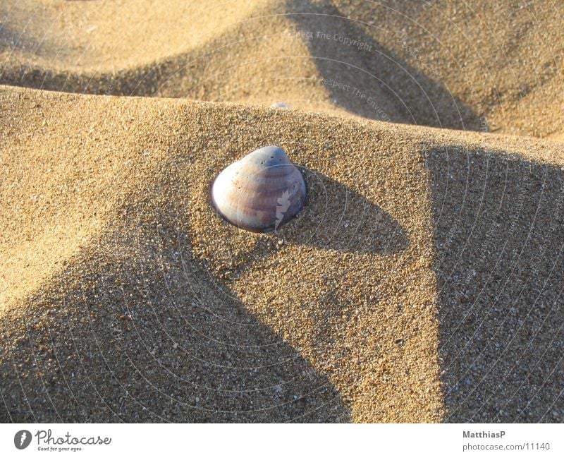 Star in the sand Beach Mussel Ocean Lake Summer Coast Sand Star (Symbol)