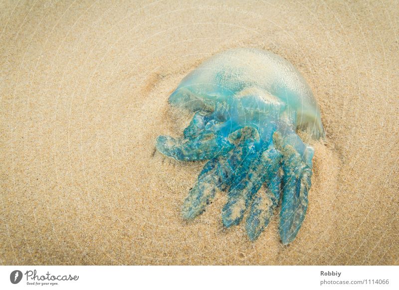 Buffing Wheel I Nature Sand Coast Beach Bay Ocean Island Pacific beach Pacific Ocean Jellyfish 1 Animal Lie Blue Vacation & Travel Dead animal Subdued colour
