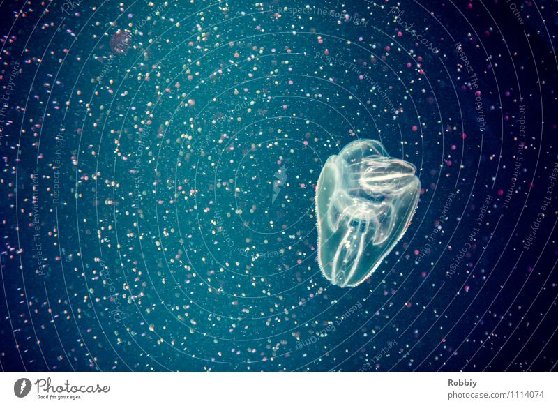 Star Hunter I Nature Animal Water Ocean Deep sea Jellyfish 1 Swimming & Bathing Exotic Natural Blue Life Environmental protection Hover Fluorescent Illuminate