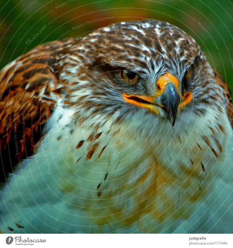 eagle Hawk Bird Bird of prey Beak Feather Ornithology Animal Beautiful Colour Royal Foot Buzzard Pride Looking