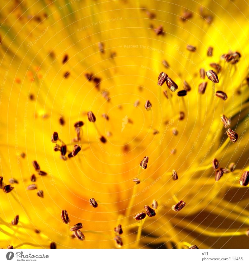 summer Summer Flower Blossom St. Johns Wort Yellow Force Macro (Extreme close-up) Close-up Power Illuminate