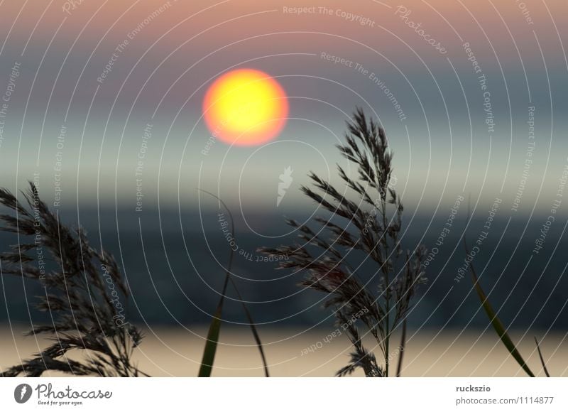 Sunset, grass, reed, siluette, sunset, Ocean Landscape Water Clouds Grass North Sea Red Moody Common Reed Dusk Celestial bodies and the universe Sky Impression