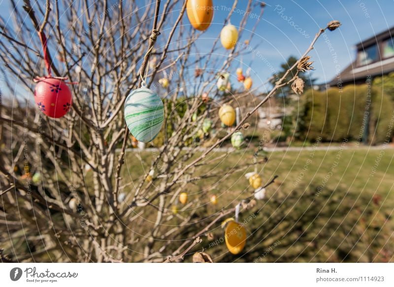 Custom Easter Spring Beautiful weather Bushes Garden Meadow Multicoloured Spring fever Anticipation Easter egg Tradition Ritual Colour photo Exterior shot