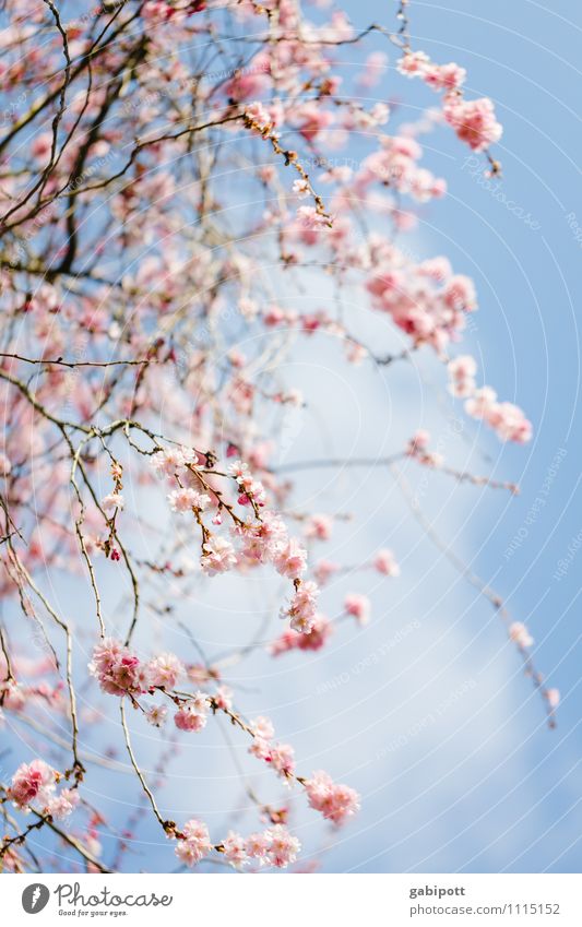 Cherry blossoms after waking up Environment Nature Landscape Sky Sun Sunlight Spring Beautiful weather Plant Tree Blossom Agricultural crop Blossoming