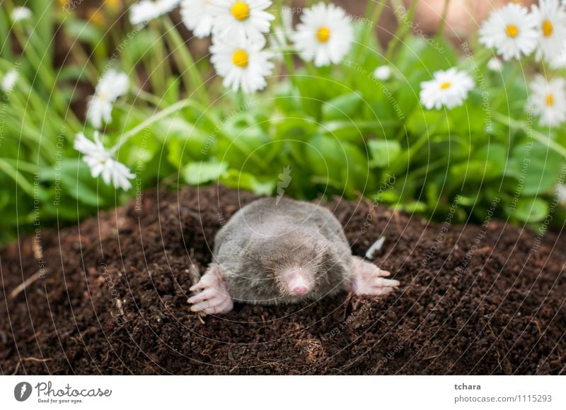 Mole out of hole Happy Face Garden Nature Animal Earth Flower Grass Blossom Fur coat Smiling Laughter Small Wild Brown Black mole molehill Mammal wildlife