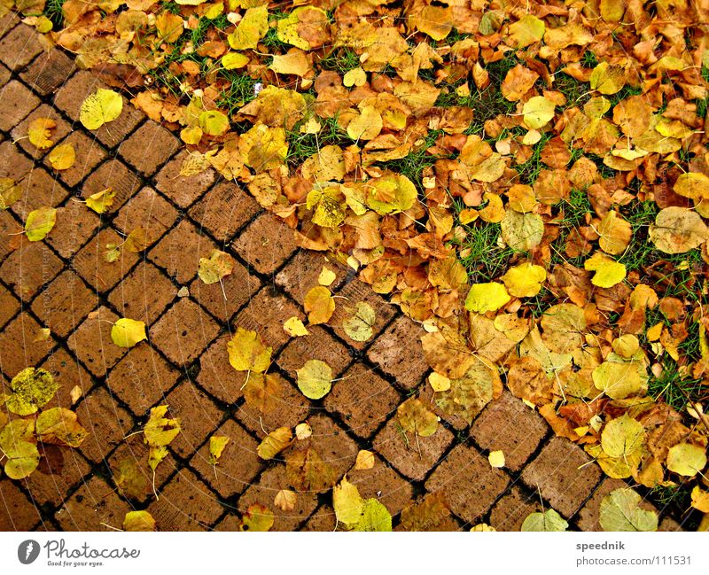 descending diagonal Yellow Red Autumn Leaf Park Church yard Land Feature Seam Furrow Triangle Physics Cold Thanksgiving Seasons Green Meadow Diagonal Geometry