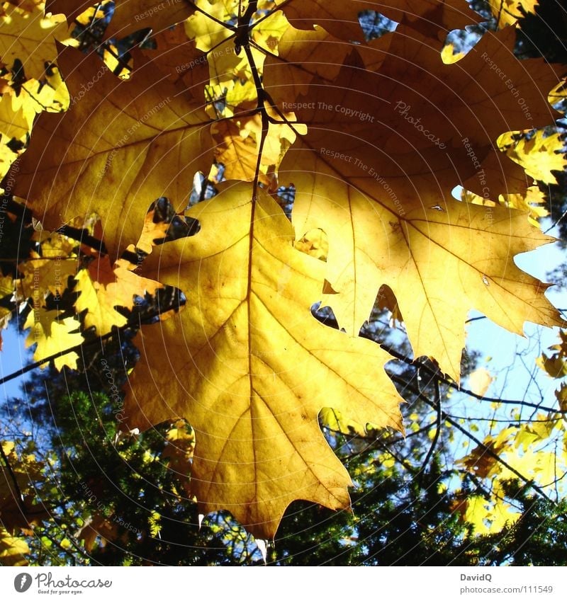 Golden Autumn Tree Leaf Hang Oak tree Lighting Transience Autumnal golden october Branch Acorn Sun Limp