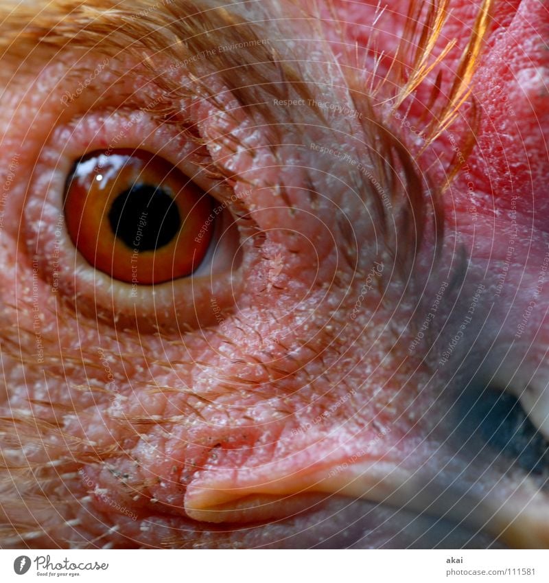 Casablanca-look me in the eye, baby. Animal Barn fowl Bird Reflection Red Pupil Watchfulness Macro (Extreme close-up) Close-up Looking Eyes Bird's eyes