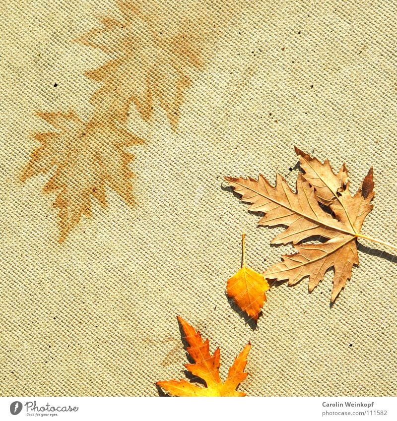 To be and to appear I Autumn Leaf Concrete Yellow Red November October September December Symbols and metaphors Beige Decline Transience Floor covering Orange