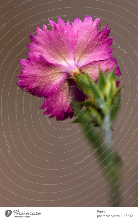 the rear of wild violet Nature Flower Forest Retro Brown Green Pink Red White lkpro Dianthus caryophyllus Fire weed parviflorum hirstum sylvestris