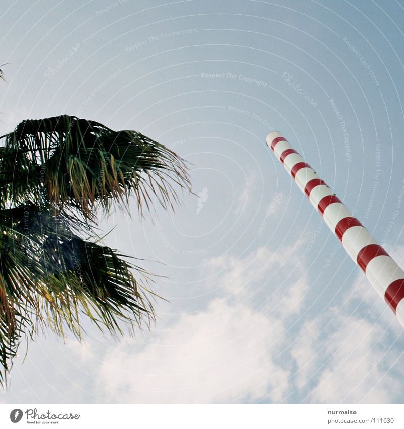 New Eco Palm tree Clouds South Broadcasting tower Stripe Leaf Red Fir tree Waves Visible Surveillance Microwave Cellphone Mobility Fantastic Stunt