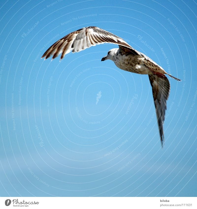 right-hand bend Seagull White Right Curve Black Brown Sea bird Bird Animal Poultry Aloof Sailing Glide Infinity Beautiful Air Iron blue Deep Exterior shot