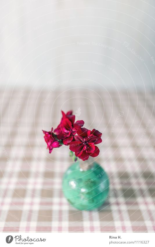 Geranium in green vase Vase Bright Green Red Turquoise Still Life Tablecloth Checkered Decoration Colour photo Interior shot Deserted Copy Space top