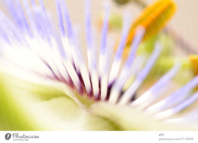 passiflora Nature Plant Summer Blossom Garden Blossoming Fragrance Illuminate Faded Esthetic Thin Exotic Kitsch Natural Blue Yellow Green White Spring fever