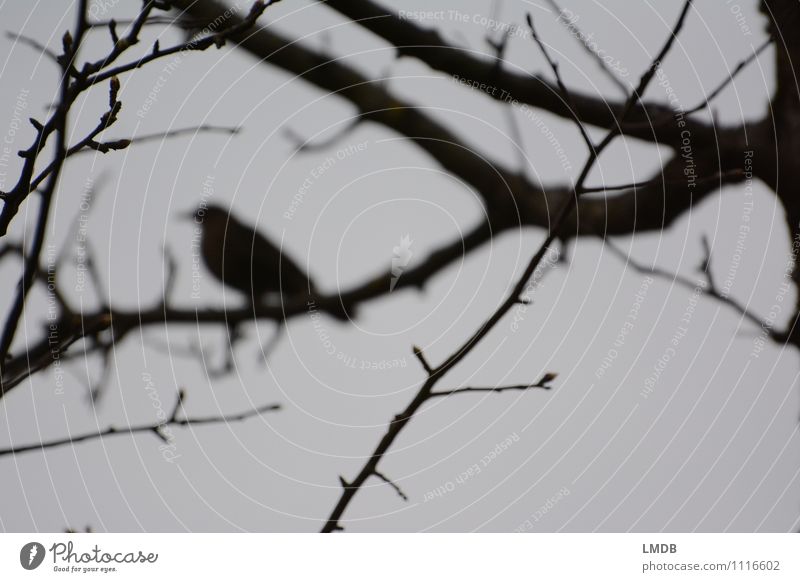 Bird silhouette 1 Animal Watchfulness Sadness Concern Grief Loneliness Branch Dreary Gray Black Dark Fog Subdued colour Copy Space bottom Twilight Silhouette