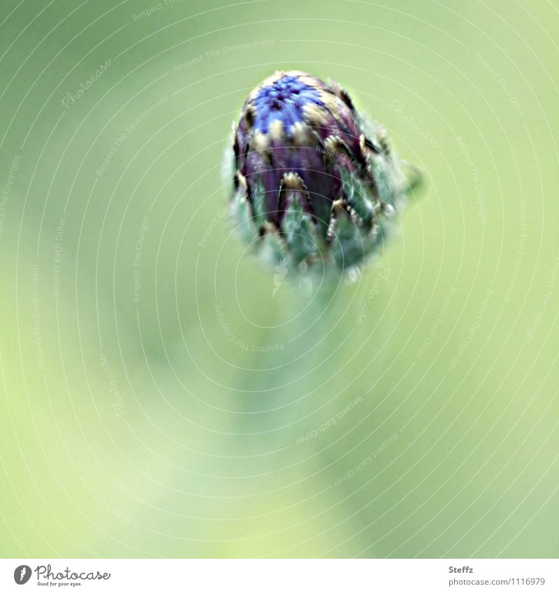 Cornflower is about to bloom flower bud field flower Meadow flower summer flower Beginning July come into bloom Anticipation on the brink ready to go Equal